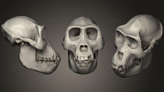 Анатомия скелеты и черепа (Черепа животных 0218, ANTM_0245) 3D модель для ЧПУ станка